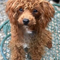 Toby/Toy Poodle									Puppy/Male	/9 Weeks,Very sweet, small breed! Raised indoors. Potty training started. Father of the puppies AKC show dog. 