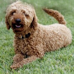 Rory/Cockapoo									Puppy/Female	/6 Weeks,Meet Rory. This beautiful girl has been raised by our family and is very well socialized. She is sweet and playful and also loves to cuddle and give lots of kisses.  Rory will be coming to you with a health certificate from our vet, up to date vaccinations, dewormed, and a 30 day health guarantee. She will also come with a little bag of her favorite food and a blanket with her mom and siblings scent to help her transition to her new home.  Her mom is our family pet and is a 25 lb purebred ACA registered Cocker Spaniel. The dad is an 8 lb purebred ACA registered red toy poodle. Rory will be ready to go to her fur-ever home on May 24.  Call or text Emily to make her a part of your family today!
