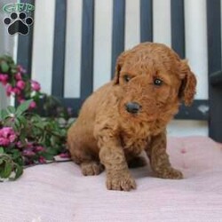Abigail/Mini Goldendoodle									Puppy/Female	/7 Weeks,Curls, kisses, wiggles, and puppy breath… These Mini Goldendoodles have it all! The mother Angie is a Miniature Goldendoodle and the father Johnny Boy is a Miniature Poodle so this pup would be the perfect fit for an allergy sufferer or family who wants a puppy who won’t shed! Each puppy comes up to date on shots and dewormer and is vet checked. The breeder has ensured that the puppies are well socialized as well! If you would like to learn more about how you can add this cutie pie to your home contact the King Family today! 