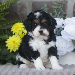 Bentley/Cavapoo									Puppy/Male	/April 7th, 2025,Bentley is a sweetheart raised with the kind of love and care that a puppy needs for a great start in life! He also enjoys a special diet for optimal health. Call, text, or email to schedule your meet with this sweet boy! (we also offer facetime meetings)