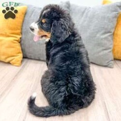 Claire/Bernese Mountain Dog									Puppy/Female	/7 Weeks,Meet Claire! This adorable Bernese Mountain Dog is looking for a forever family! 