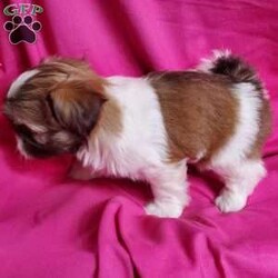 Zoe/Shih Tzu									Puppy/Female	/7 Weeks,Zoe is a very sweet and well socialized puppy. She loves to play with children. Her parents are approximately 8 to10 #. She comes with an AKC registration plus is genetic tested. Please contact us to make sweet  Zoe your very own puppy!