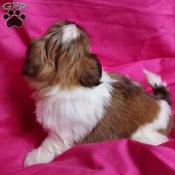 Zoe/Shih Tzu									Puppy/Female	/7 Weeks,Zoe is a very sweet and well socialized puppy. She loves to play with children. Her parents are approximately 8 to10 #. She comes with an AKC registration plus is genetic tested. Please contact us to make sweet  Zoe your very own puppy!