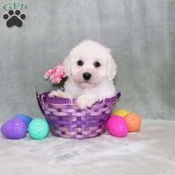 Poppy/Bichon Frise									Puppy/Male	/14 Weeks,Here comes a playful Bichon Frise puppy who is already started on potty training and crate training!  This pup will be small as an adult since the parents were only 10lbs-13lbs. This cutie is born to parents who are Genetically Tested for breed specific hereditary issues and their results show that this litter of puppies will not have any issues that will adversely affect their health. While other Bichons may suffer from health issues as they age, this pup has no predispositions to Bichon health concerns!  Each pup in this litter is up to date on shots and dewormer and vet checked and well socialized with children, teens, adults, and other puppies! We offer the option for  a 1 Year Genetic Health Guarantee! This puppy can have limited ACA papers and be microchipped for an extra fee!