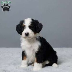 Rock/Mini Bernedoodle									Puppy/Male	/7 Weeks,Meet Rock, a sweet Mini Bernedoodle with a heart full of love! He’s family raised with lots of attention, making him extra friendly and well-socialized. Rock has been vet checked, microchipped, and is up to date on his vaccines and dewormer. He’s playful, cuddly, and ready to become your best friend. Whether you’re looking for a walking buddy or a snuggle partner, Rock is the perfect fit. Don’t miss your chance to bring him home!