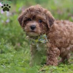Max/Yorkie Poo									Puppy/Male	/13 Weeks,Meet Max – our adorable F1B Yorkipoo with a big heart and an even bigger personality! With his soft, eye-catching coat and playful spirit, Max loves to explore, chase toys, and snuggle up after a day of fun. He’s full of puppy energy but always ready for cuddle time.