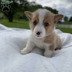 Kobi/Pembroke Welsh Corgi									Puppy/Male	/8 Weeks, Meet Kobi … He is a Pembroke welsh corgi little boy..His parents are both DM clear and weigh around 30 to 35 lbs the mom is our family pet..and the Dad is owned by our friends… He was vet checked and is in super good health… He is updated on his shots and wormer and is microchipped… Kobi is looking for his Furever Family to love and care for him.. He will be ready to leave our home on May 24 th or anytime after that ..He will come with a 30 day health guarantee.. if you have any questions please feel free to call or text me anytime …. Kobi is sure to bring lots of joy to your home 