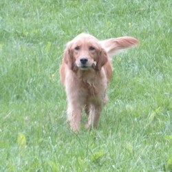Allie/Golden Retriever									Puppy/Female	/8 Weeks,Meet Allie! This sweet and adorable Golden Retriever is looking for a forever family!