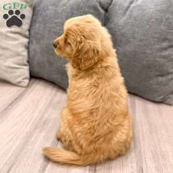 Allie/Golden Retriever									Puppy/Female	/8 Weeks,Meet Allie! This sweet and adorable Golden Retriever is looking for a forever family!