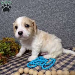Biscuit/Cavachon									Puppy/Male	/7 Weeks,Hi, im a Cavashon puppy. I am looking forward to meeting you! I am up to date with my immunizations, my wormer medications, and I have a Micro-chip so that I can be easily identified if I ever become lost! 