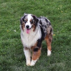 Aprilia/Miniature Australian Shepherd									Puppy/Female	/7 Weeks,Looking for a smart, loyal, and loving companion? Aprilia, our stunning AKC-registered Miniature Australian Shepherd puppy, is ready to steal your heart. With her irresistibly soft coat, vibrant eyes full of curiosity, and charming personality, she is the total package—brains, beauty, and heart.