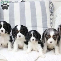 Lucy/Cavalier King Charles Spaniel									Puppy/Female	/April 17th, 2025,Lucy is one of 5 in her litter, she is the smallest , and has approximate adult weight of 15 pounds . She is sweet and has the entire family catering to her needs because of her size . 