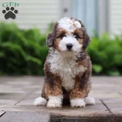 Totsi/Mini Aussiedoodle									Puppy/Female	/12 Weeks,Meet your new best friend—a darling Mini Aussiedoodle puppy named Totsi! With her soft, wavy coat and eye-catching black and white markings, she’s as huggable as she is adorable. Totsi is the perfect mix of playful energy, gentle affection, and sweet goofiness that’s sure to win hearts everywhere she goes. Her big heart and joyful spirit make her the ideal companion for a lifetime of love and laughter.