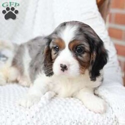 Roxy/Cavalier King Charles Spaniel									Puppy/Female	/April 17th, 2025,Roxy is one of 5 in her litter , her approximate adult weight is 18 to 20 pounds , she is sweet ,and  loves playing with kids . 
