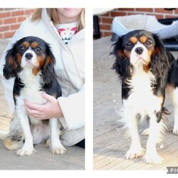 Lucy/Cavalier King Charles Spaniel									Puppy/Female	/April 17th, 2025,Lucy is one of 5 in her litter, she is the smallest , and has approximate adult weight of 15 pounds . She is sweet and has the entire family catering to her needs because of her size . 