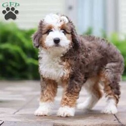 Totsi/Mini Aussiedoodle									Puppy/Female	/12 Weeks,Meet your new best friend—a darling Mini Aussiedoodle puppy named Totsi! With her soft, wavy coat and eye-catching black and white markings, she’s as huggable as she is adorable. Totsi is the perfect mix of playful energy, gentle affection, and sweet goofiness that’s sure to win hearts everywhere she goes. Her big heart and joyful spirit make her the ideal companion for a lifetime of love and laughter.