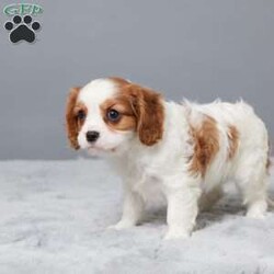 Nina/Cavalier King Charles Spaniel									Puppy/Female	/11 Weeks,Meet Nina, a sweet Cavalier King Charles Spaniel with a gentle heart and loving spirit. She’s been raised with our family, showered with care and affection every day. Nina is vet checked, microchipped, and up to date on her vaccines and dewormer—ready for her forever home. She enjoys cuddles, playtime, and being near people. If you’re looking for a loyal little companion who will brighten your days, Nina just might be the perfect match!