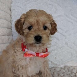 Spencer/Maltipoo									Puppy/Male	/11 Weeks,Meet Spencer, a handsome little Maltipoo, he loves playing with our small children then next he is cuddling up to them, he has such a sweet and loving personality, his estimate adult weight will be around 8lbs. His mom Luna is a sweet Maltipoo weighing around 8lbs and his daddy Lucky is a handsome mini poodle also weighing around 8lbs, Spencer will get his physical done by our local vet and will also be micro chipped, he is up to date and vaccines, he will come with a 6 month genetic health guarantee, a bag of the food he is eating, and his vaccine and vet papers, delivery is available at an additional cost.