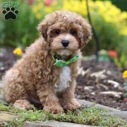 Max/Yorkie Poo									Puppy/Male	/13 Weeks,Meet Max – our adorable F1B Yorkipoo with a big heart and an even bigger personality! With his soft, eye-catching coat and playful spirit, Max loves to explore, chase toys, and snuggle up after a day of fun. He’s full of puppy energy but always ready for cuddle time.