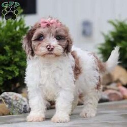 Fancy/Havapoo									Puppy/Female	/8 Weeks,Meet Fancy an adorable Havapoo puppy! This little charmer with her silky coat and big expressive eyes is the epitome of cuteness. Known for her cheerful and affectionate nature, Fancy loves to be the center of attention and is always up for a cuddle or playtime. Fancy's small size and friendly demeanor makes her the perfect companion for any family. Smart and eager to please, she is easy to train and will quickly become the heart of your home. She is bursting with energy and love, spend a little time with her and you will have found your new bestie!