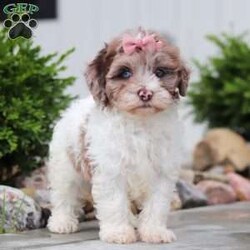 Fancy/Havapoo									Puppy/Female	/8 Weeks,Meet Fancy an adorable Havapoo puppy! This little charmer with her silky coat and big expressive eyes is the epitome of cuteness. Known for her cheerful and affectionate nature, Fancy loves to be the center of attention and is always up for a cuddle or playtime. Fancy's small size and friendly demeanor makes her the perfect companion for any family. Smart and eager to please, she is easy to train and will quickly become the heart of your home. She is bursting with energy and love, spend a little time with her and you will have found your new bestie!