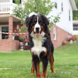 Bingo/Bernese Mountain Dog									Puppy/Male	/9 Weeks,Meet Bingo, our stunning Bernese Mountain Dog with a heart as big as his chunky, muscular build! This handsome boy is a showstopper with his lush, tri-colored coat, stout legs, and signature blocky head that gives him that classic Berner charm. This little guy is the perfect mix of strength and sweetness—his goofy, affectionate personality keeps us smiling every day. Whether he’s romping in the yard or lounging at your feet, he’s always full of love and loyalty.