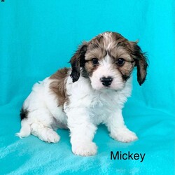 Mickey/Cavachon									Puppy/Male	/8 Weeks,Meet Mickey!! He is a handsome little guy waiting on his new forever home! He is a f1 cavachon meaning his momma is a bichon and his daddy is a cavalier. He is est to weigh approx 15lbs full grown. He has a very sweet and laid back personality and loves everyone he meets!! He does wonderful with kids and loves to cuddle. Mickey is up to date on age appropriate vaccinations and is up to date on his de worming schedule as well. All of our puppies come with a 1 year genetic health guarantee and will have their puppy wellness exams done before leaving for their new homes as well, to be sure they are in perfect health! For more info on this sweet boy feel free to reach out to me anytime!! My name is Leanna!