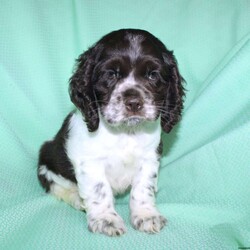 Sammy/Cocker Spaniel									Puppy/Male	/9 Weeks,Here comes a beautiful Cocker Spaniel puppy with floppy ears and a soft curly coat! This perfect puppy is up to date on shots and dewormer and vet checked! The mother Sandy is a sweet Cocker Spaniel and the father Maxer is handsome and smart! If you are looking for a puppy who is well socialized and loves attention contact us today! 