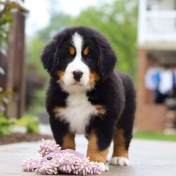 Bingo/Bernese Mountain Dog									Puppy/Male	/9 Weeks,Meet Bingo, our stunning Bernese Mountain Dog with a heart as big as his chunky, muscular build! This handsome boy is a showstopper with his lush, tri-colored coat, stout legs, and signature blocky head that gives him that classic Berner charm. This little guy is the perfect mix of strength and sweetness—his goofy, affectionate personality keeps us smiling every day. Whether he’s romping in the yard or lounging at your feet, he’s always full of love and loyalty.