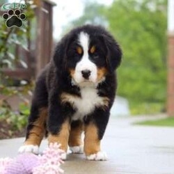 Bingo/Bernese Mountain Dog									Puppy/Male	/9 Weeks,Meet Bingo, our stunning Bernese Mountain Dog with a heart as big as his chunky, muscular build! This handsome boy is a showstopper with his lush, tri-colored coat, stout legs, and signature blocky head that gives him that classic Berner charm. This little guy is the perfect mix of strength and sweetness—his goofy, affectionate personality keeps us smiling every day. Whether he’s romping in the yard or lounging at your feet, he’s always full of love and loyalty.