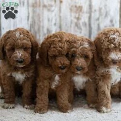 Redmond/Mini Labradoodle									Puppy/Male	/12 Weeks,This little guy would love to be your friend and make some wonderful memories with you! Redmond is looking for a loving home! Family raised, up to date on shots and dewormer, and comes with a 1 year genetic health guarantee. He’s socialized with our children, who help care for the puppies!! He comes with a small bag of food, blanket, toy and a collar. Give us a call today! We’re open Monday-Saturday 8-8 and closed on Sundays. Sunday messages will be returned on Monday. Country Echo Pets,  Raymond Lapp Sunbury Pa 17801 Pa Kennel License #17927