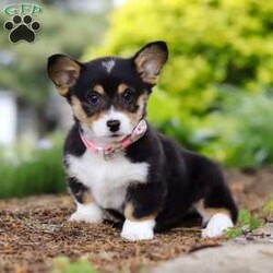 Debbie/Pembroke Welsh Corgi									Puppy/Female	/10 Weeks,Introducing the adorable AKC Pembroke Welsh Corgi puppy named Debbie! A small bundle of energy and affection. With her sleek seal colored coat and captivating large eyes, she is ready to fill your home with love and laughter. This little baby has a heart as big as her curiosity making every day an adventure. She is a perfect companion who will steal your heart with her playful antics and charming personality. 