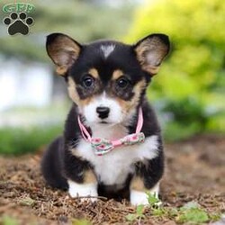 Debbie/Pembroke Welsh Corgi									Puppy/Female	/10 Weeks,Introducing the adorable AKC Pembroke Welsh Corgi puppy named Debbie! A small bundle of energy and affection. With her sleek seal colored coat and captivating large eyes, she is ready to fill your home with love and laughter. This little baby has a heart as big as her curiosity making every day an adventure. She is a perfect companion who will steal your heart with her playful antics and charming personality. 