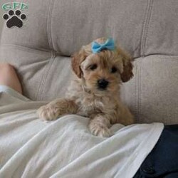 Spencer/Maltipoo									Puppy/Male	/11 Weeks,Meet Spencer, a handsome little Maltipoo, he loves playing with our small children then next he is cuddling up to them, he has such a sweet and loving personality, his estimate adult weight will be around 8lbs. His mom Luna is a sweet Maltipoo weighing around 8lbs and his daddy Lucky is a handsome mini poodle also weighing around 8lbs, Spencer will get his physical done by our local vet and will also be micro chipped, he is up to date and vaccines, he will come with a 6 month genetic health guarantee, a bag of the food he is eating, and his vaccine and vet papers, delivery is available at an additional cost.