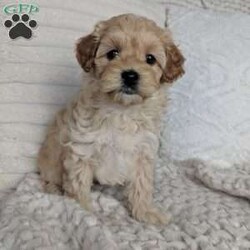 Spencer/Maltipoo									Puppy/Male	/11 Weeks,Meet Spencer, a handsome little Maltipoo, he loves playing with our small children then next he is cuddling up to them, he has such a sweet and loving personality, his estimate adult weight will be around 8lbs. His mom Luna is a sweet Maltipoo weighing around 8lbs and his daddy Lucky is a handsome mini poodle also weighing around 8lbs, Spencer will get his physical done by our local vet and will also be micro chipped, he is up to date and vaccines, he will come with a 6 month genetic health guarantee, a bag of the food he is eating, and his vaccine and vet papers, delivery is available at an additional cost.