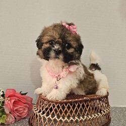 Little  Lishe/Shih Tzu									Puppy/Female	/7 Weeks,Hey folks… Just look at that adorable little face!!. She is sweet and precious n will make the perfect addition to your family. She is playful and smart and will bring you hours of entertainment and pure joy. If you would like to set up an appointment to meet or adopt this little girl, please text or call Barb. She will be vetted microchipped, u t d on shot n dewormer. Best time to reach me.Is monday through saturday. A non refundable deposit of one hundred and fifty dollars will hold the puppy for you.