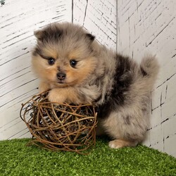 Sporty/Pomeranian									Puppy/Male	/13 Weeks, Sporty is a gorgeous little Merle tan purebred Akc registered Pomeranian puppy! You are sure to get everyone’s attention with this little guys colorful coat! Great quality thick coat and teddy bear face! Sweet outgoing personality! Up to date with all shots and dewormings and comes with a health guarantee! Birthdate is 4/27/25. Family raised and well socialized! Ask us about our delivery options! Contact us today to reserve your new family member! 