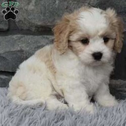 Murphy/Cavachon									Puppy/Male	/7 Weeks,I offer a one year health guarantee. Up to date on shots and dewormings. I’m looking for a loving indoor home. Murphy mom is a bichon and weighs 15 pounds dad is a cavalier and weighs 12 pounds. Murphy is well socialized and loves attention. He is great with kids and other pets. Shipping options are available anywhere in the US. All Sunday calls are returned on Mondays. Thanks Jon