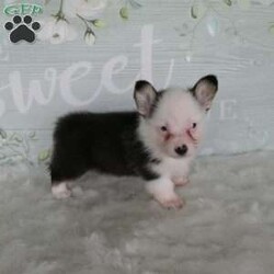 Jack/Pembroke Welsh Corgi									Puppy/Male	/7 Weeks,Meet Jack, the Charming Welsh Corgi! This lovable pup brings a perfect balance of playful energy and calm cuddles to your home. With his fluffy coat and sweet disposition, Jack is ideal for cozy evenings or gentle romps in the yard. He comes with a 1-year genetic health guarantee for added peace of mind. Welcome Jack into your family today! Contact us today for an opportunity to share your life with Jack and for any updated pictures and videos. All Sunday calls will be returned on Monday.