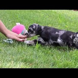 Liam/Miniature Schnauzer									Puppy/Male	/7 Weeks,Meet this charming Miniature Schnauzer boy named Liam—full of curiosity, affection, and personality! With his signature whiskered face and bright eyes, he’s both adorable and full of character. He has just the right balance of playful energy and loyal companionship. Whether he’s exploring his surroundings or snuggling close, he’s always ready to brighten your day. True to the Mini Schnauzer breed, he’s alert, intelligent, and naturally watchful—a little pup with a big heart.