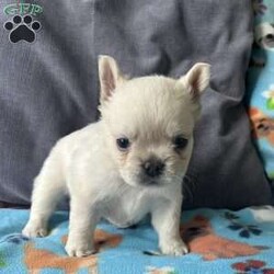 Benji/French Bulldog									Puppy/Male	/6 Weeks,Benji the gorgeous fluffy his hair is very soft and thick.Mom is a blue and tan fluffy and dad is a cream fluffy.Benji will be vet checked to assure all is well before going to his new home.comes with a records AKC papers.delivery is available deposit required to reserve.For more information please call or text Barb