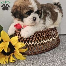 Handsome Hank/Shih Tzu									Puppy/Male	/7 Weeks,Hey folks ….. Meet Hank… I mean how seriously adorable is he. He will make the perfect addition to your family and bring you hours of entertainment and pure joy. He will be u t d on shots n dewormer vetted and microchipped as well. Both parents are very sweet. If you would like to set up an appointment to meet or adopt this little sweetheart, please text or call barb. A nonrefundable deposit of a $150 will hold the puppy for you. The best time to reach me is monday through saturday. 