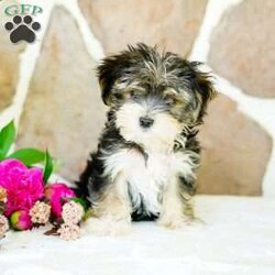 Flower/Morkie / Yorktese									Puppy/Female	/March 20th, 2025,Extremely cute with an excellent dispostion, these cute designer pups will make a wonderful addition to your home. With lots of playtime and interaction with other dogs, they are ready to meet noew people and explore the world. Reserve yours today!