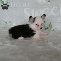 Jack/Pembroke Welsh Corgi									Puppy/Male	/7 Weeks,Meet Jack, the Charming Welsh Corgi! This lovable pup brings a perfect balance of playful energy and calm cuddles to your home. With his fluffy coat and sweet disposition, Jack is ideal for cozy evenings or gentle romps in the yard. He comes with a 1-year genetic health guarantee for added peace of mind. Welcome Jack into your family today! Contact us today for an opportunity to share your life with Jack and for any updated pictures and videos. All Sunday calls will be returned on Monday.