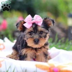 Daisy/Yorkie									Puppy/Female	/8 Weeks,Meet Daisy, the most darling little AKC Yorkshire Terrier you’ll ever encounter! With her soft, black & tan coat and twinkling eyes, she’s a picture of pure charm. She boasts a spunky yet sweet personality, she loves cozy snuggles as much as active play sessions. Yorkies are often described as loyal, intelligent and feisty dogs; despite their tiny size, they have big personalities and tend to steal the spotlight with their confident demeanor. Daisy is the perfect blend of affection and sass, making him an irresistible companion for anyone lucky enough to welcome her into their home!