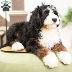 Rosco/Mini Bernedoodle									Puppy/Male	/16 Weeks,I’m Rosco! I’m an F1B Bernedoodle. It’s very nice to meet you. Are you looking for a lifelong companion? Look no further. I am here and just perfect for you. Trust me! I am very loyal, and I can make you smile with just the way I wag my tail. I have a wonderful disposition. Oh! Did I mention that I’m as healthy as can be? Oh, silly me! I’m up to date on my vaccinations and vet checked from head to tail. My parents are OFA Health Tested and Genetic Clear. Mom weights 60lbs and Dad 20lbs. My approximate adult weight would be 25-50lbs. I bet you are excited now, aren’t you? Well, call or text about me today!
