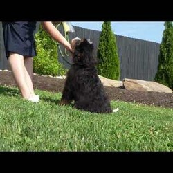 Rocky/Mini Bernedoodle									Puppy/Male	/16 Weeks,I’m Rocky! I’m an F1B Bernedoodle. It’s very nice to meet you. Are you looking for a lifelong companion? Look no further. I am here and just perfect for you. Trust me! I am very loyal, and I can make you smile with just the way I wag my tail. I have a wonderful disposition. Oh! Did I mention that I’m as healthy as can be? Oh, silly me! I’m up to date on my vaccinations and vet checked from head to tail. My parents are OFA Health Tested and Genetic Clear. Mom weights 60lbs and Dad 20lbs. My approximate adult weight would be 25-50lbs. I bet you are excited now, aren’t you? Well, call or text about me today!
