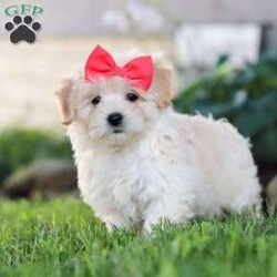 Lottie/Coton de Tulear Mix									Puppy/Female	/8 Weeks,Meet Lottie, a darling Coton-Poo puppy with an irresistible mix of fluff and fun! With her soft, cloud-like coat and sparkling eyes, she’s the kind of pup who turns heads wherever she goes. This little one’s personality is just as charming as her looks—full of playful energy, sweet affection, and just the right touch of mischief to keep you laughing.