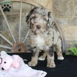 Jenny/Mini Labradoodle									Puppy/Female	/10 Weeks,Are you looking for a multigeneraltional Miniature Labradoodle puppy with a gorgeous colored hypoallergenic coat? This one-of-a-kind puppy is for you! Each puppy in this litter comes up to date on shots and dewormer and will be vet checked before going home. The mother is Jessica a 28lb 3rd Generation Miniature Labradoodle and the father is Trooper a 29lb Miniature Poodle! If you would like to learn more about our puppies contact Nancy today!