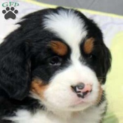Samantha/Bernese Mountain Dog									Puppy/Female	/11 Weeks,Meet Samantha, a socialized Bernese Mountain Dog puppy that is being family raised. This sweet pup is vet checked and up to date on shots & wormer plus the breeder provides a 1-year genetic health guarantee for her. And, Samantha can be registered with the AKC. To learn more about this very adorable pooch, call the breeder today!